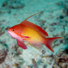 Image result for Ottelia fischeri