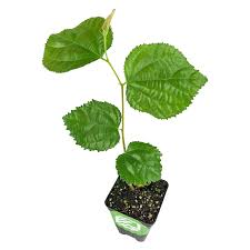 Image result for Grewia herbacea