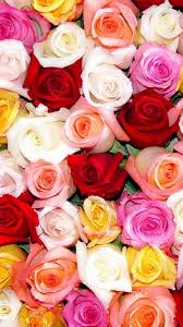 Sony Xperia M2 Wallpapers Http Www Sonymobilephones Com Rose Flower Wallpaper Flower Background Wallpaper Rose Wallpaper