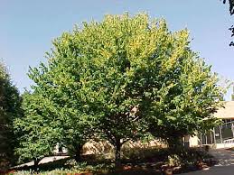 Check spelling or type a new query. Native Trees For Missouri Landscapes