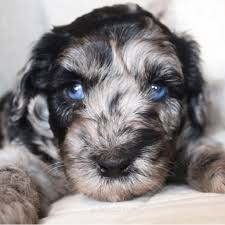 We can give you lots of information on our puppies and see if they are a. Blue Eyed Mini Sheepadoodle Puppy Mini Sheepadoodle Sheepadoodle Puppy Sheepadoodle