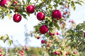 Directions & tree sale info fall bulb & plant sale great maine apple day scionwood exchange orcharding workshops cider days. Michigan Honeycrisp Apples Taste Better Mynorth Com