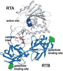 Image result for Ricin