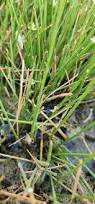Image result for Cyperus laevigatus