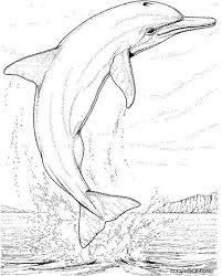 Lovely Big Dolphin Coloring Page For You You Can Print It Out And Color More Coloring Page Dolphin Coloring Pages Animal Coloring Pages Shark Coloring Pages