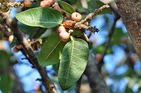 Image result for Ficus ingens