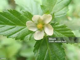 Image result for Malvastrum coromandelianum