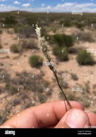 Image result for Enneapogon desvauxii