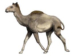 Image result for camel