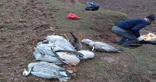 Know about bird flu symptoms in hindi on khabar.ndtv.com, explore bird flu symptoms with articles, photos, video, न्यूज़, ताज़ा ख़बर in hindi with ndtv india à¤¯ à¤²à¤• à¤·à¤£ à¤¦ à¤–à¤¨ à¤ªà¤° à¤¹ à¤œ à¤ à¤¸ à¤µà¤§ à¤¨ à¤à¤¸ à¤•à¤° à¤¬à¤° à¤¡ à¤« à¤² à¤¸ à¤¬à¤š à¤µ Bird Flu Symptoms And How Does Bird Flu Affect Humans Jsrwnt