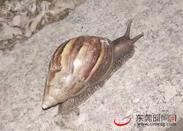 耳の構造と聴こえの仕組み » 難 聴 » 耳鳴り » 耳の構造と聴こえの仕組み 難聴や耳鳴りといった耳の症状や病気を理解しやすくするために、まず耳の構造と聴こえの仕組みについて簡単に解説します。 耳の構造 耳は大きく「外耳」、「中耳」、「内耳」の3つに部分に分けられます。 èœ—ç‰›çš„æž„é€ å›¾ è¡¨æƒ…å¤§å…¨