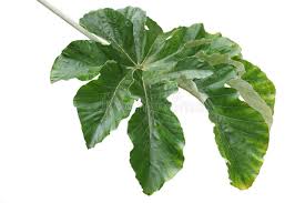 Image result for Cecropia pachystachya