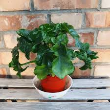 Image result for Filodendron Philodendron