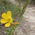 Image result for Chamaecrista wittei