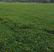 Perennial Peanut A Great Choice For Panhandle Pastures And Landscapes Lawn Alternatives Perennials Xeriscape Landscaping