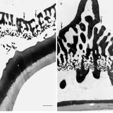 Image result for Pasaccardoa