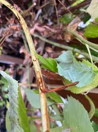 Image result for Raspberry spur blight