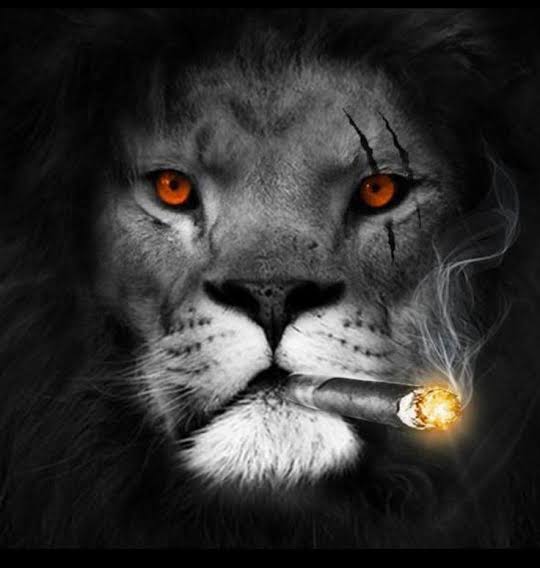 images?q=tbn:ANd9GcQ-7i3SdTiMURBwxfviedICfQYAoMuDqz5Fkw&usqp=CAU