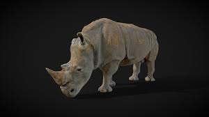 Model 56a Southern White Rhino By Digitallife3d Zoology African Elephant Rhino
