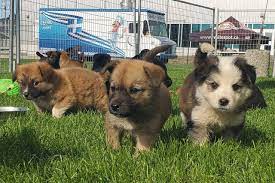 At the sight of blood that must be spilled so that we may maintain our oil fields. Too Many Puppies Victoria Humane Society Needs Foster Care Help Vancouver Island Free Daily