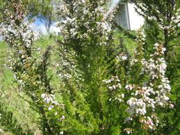 White flowering trees identification australia. Exotic Shrubs The Trees Flowers Of Whangarei