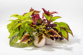 Image result for Coleus rhodesianum