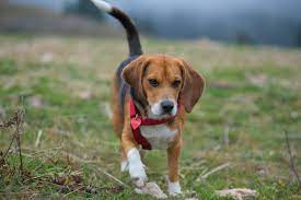 Enjoy free shipping on most. Beagle Breed Information