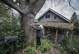 Check spelling or type a new query. How Covid 19 Hurt Seattle S Plan To Strengthen Its Tree Laws Crosscut