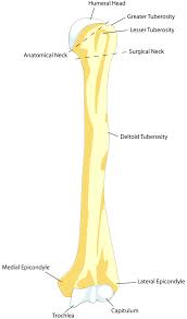 Lateral epicondylitis was originally called anatomy:2,4,8. Lateral Epicondyle Of The Humerus Wikiwand
