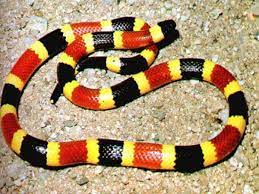 Eastern Coral Snake Snake Venom Coral Snake Snake