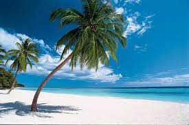Check spelling or type a new query. Caribbean Lawn Care Startseite Facebook