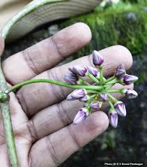 Image result for Marsdenia