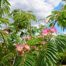 Image result for Albizia zimmermannii