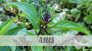 Take your english pronunciation to the next level with this audio dictionary references of the word ayala. All French Words Howdoyousaythatword