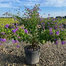 Image result for Duranta erecta