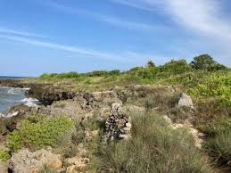 Image result for Tarenna junodii