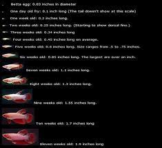 Betta Babies Growth Chart Breeding Betta Fish Betta Fish Care Betta