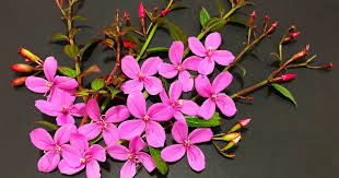 Image result for Dissotis glandulosa