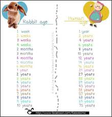 Black And White Bunny Names Boy How Old Is Your Bunny Bunny Names Bunny Supplies Rabbit Names