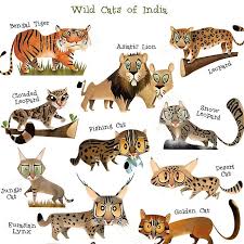 The big cat species are one of the most apex predators in the world. Tiger Panthera Tigris Classification