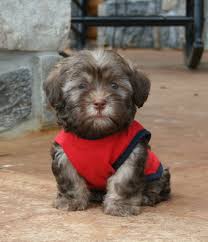 If you are looking to adopt or havabear puppies havanese teddybear. Grover Chocolate Havanese Baby Boy 600 Www Poshpuppylove Com Yorkie Puppy For Sale Dog Training Yorkie Puppy