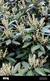 Image result for Pieris japonský debutante obrázek