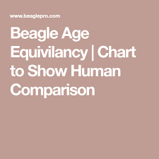 Beagle Age Equivilancy Chart To Show Human Comparison