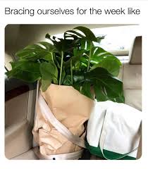 Succulentcity Com Community Of Succulent Cacti Plant Lovers Succulents Succulent Care Plant Therapy