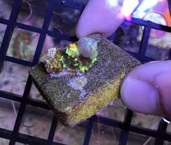 Powerball bounce mushroom wwc sunkist bounce mushroom jason fox signature corals powerball costs 2 per play zola bohman from tse3.mm.bing.net this powerball bounce mushroom is wysiwyg. Texas Powerball Bounce Mushroom Cc And Gum Drop Reef2reef Saltwater And Reef Aquarium Forum