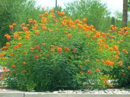 Shrubs are the perfect option to add a pop of color to any yard. Arizona Bushes With Red Flowers Tjs Garden