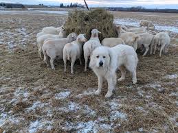 The black color is rare. Guardian Dogs For Sheep Cornell Small Farms