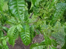 Image result for Rauvolfia mannii