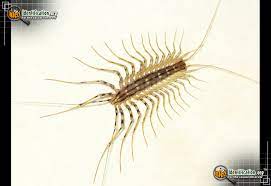 A look at the most common insect pests that feed on houseplants. House Centipede Scutigera Coleoptrata