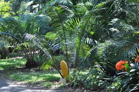 Image result for Encephalartos villosus